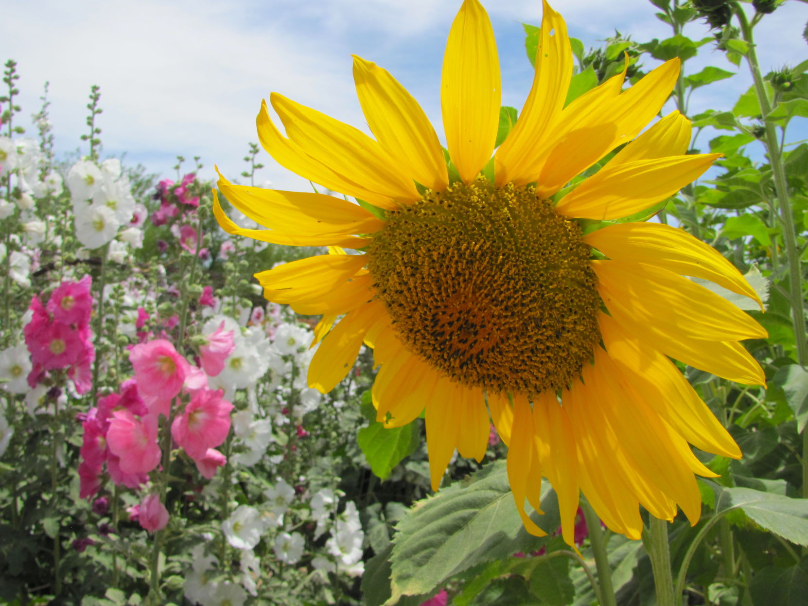 Sunflower